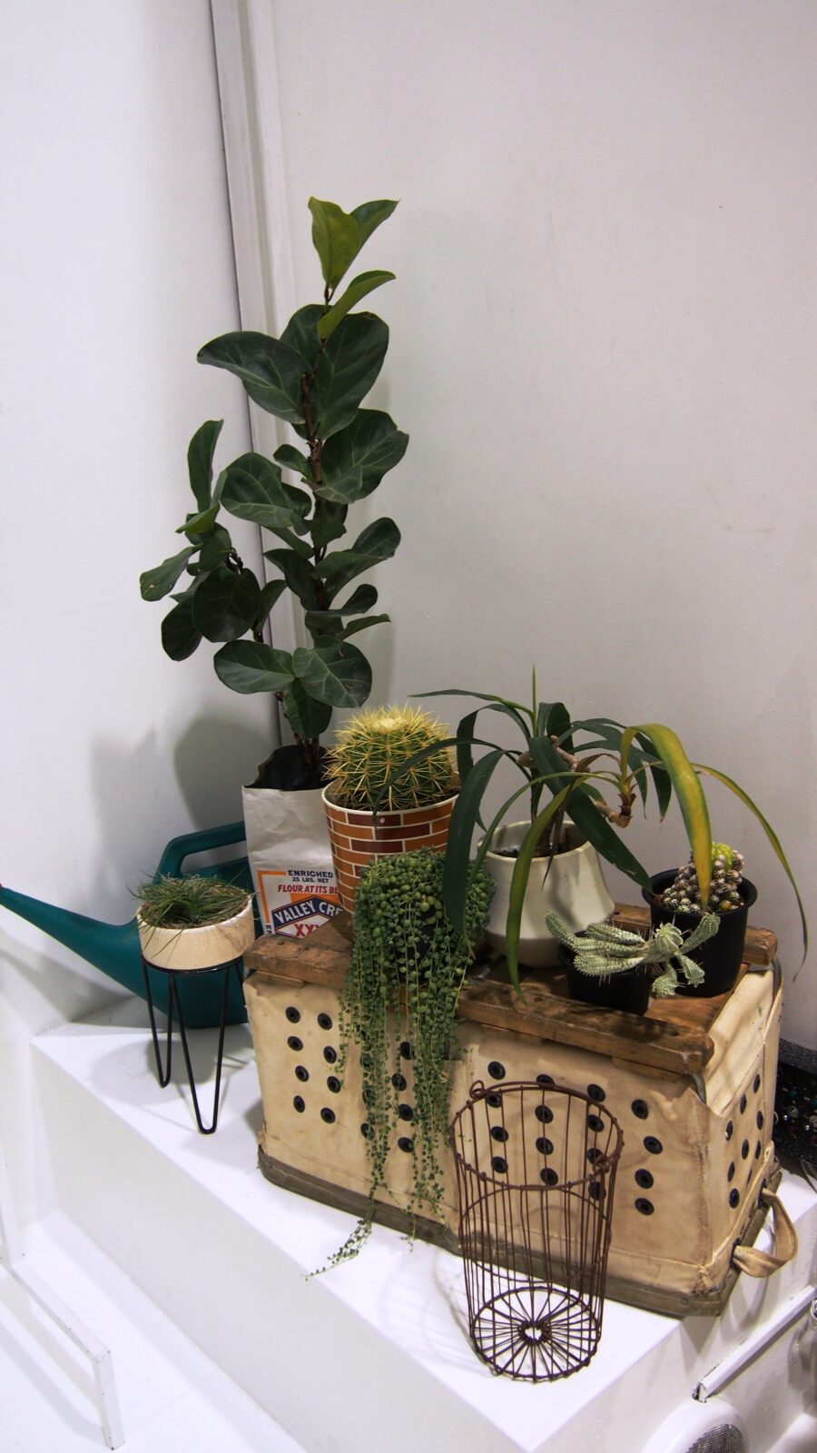 Wafflish Waffle / BOOTSYORK 6