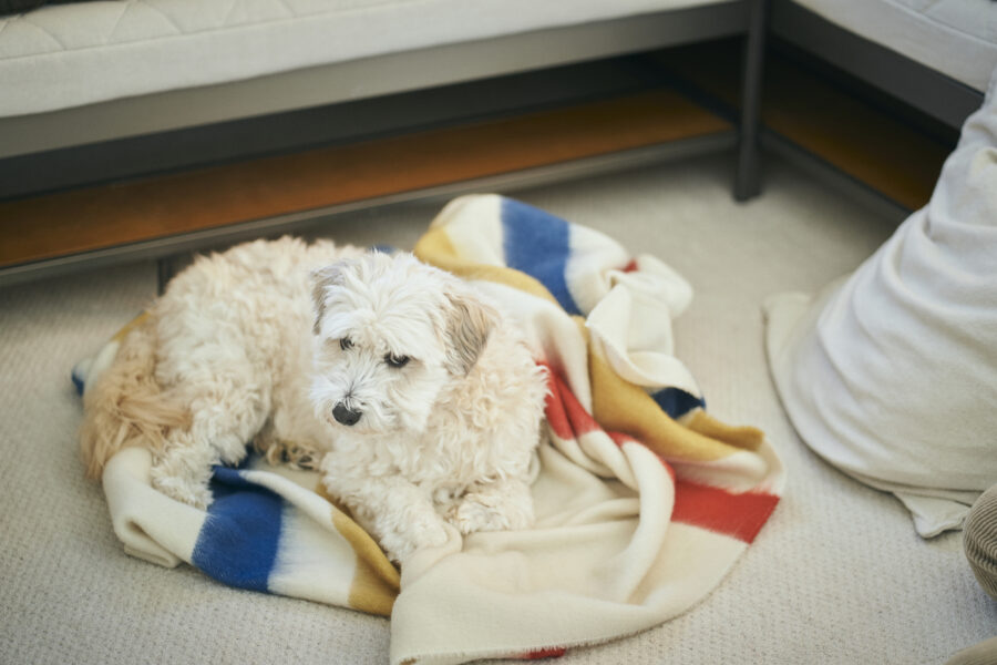 BasShu / BOOTSYORK 6